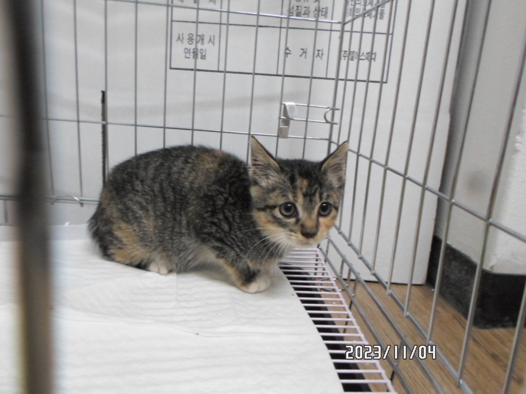 디아크동물종합병원_411319202400667